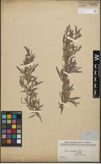 Foto von Salix hindsiana Benth.